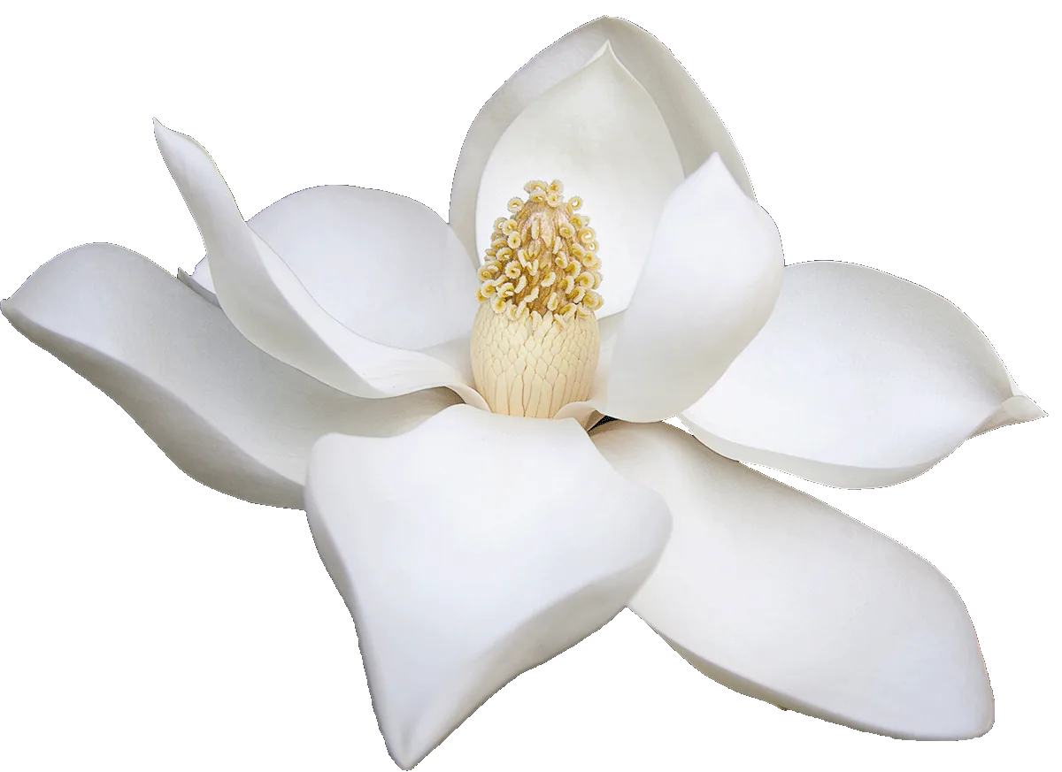 Magnolia blossom in soft light.